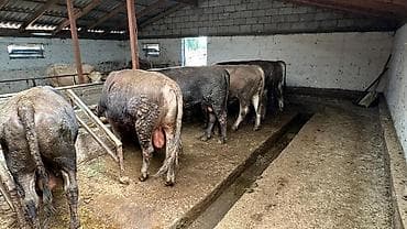 яйца черепахи: Продаю | Корова (самка), Бык (самец) | На откорм — 4