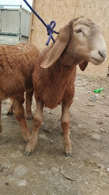 осеменитель: Продаю | Ягненок | Арашан | Для разведения | Осеменитель — 2