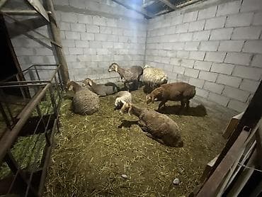 дом животные: Продаю | Овца (самка), Ягненок | Для разведения | Матка — 2