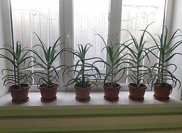 Продаю алоэ разного возраста 1,5-2-3-5-7 лет . г.Каракол. Цена от