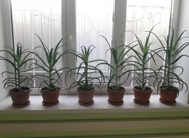 роза көчөт: Продаю алоэ разного возраста 1,5-2-3-5-7 лет . г.Каракол. Цена от — 1