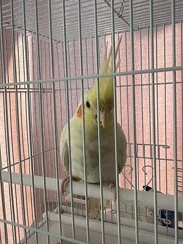 Птицы: 🦜Продаю кореллу 💛 *Вид: корелла ( нимфа) * Возраст: около 1 года * — 2