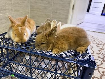 кошки каракол: Кролик с окрасом, сочетающим белый и светло-коричневый цвета. Обладает — 7