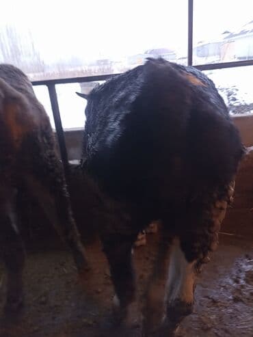 Сатам | Кунаажын | Голштин | Бордоп семиртүү үчүн | Байланган — 4