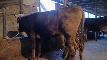 полукровка тай: Продаю | Бык (самец) | Полукровка | На откорм | Привязанные — 3