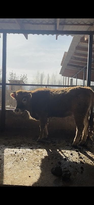 Продаю | Тёлка | Полукровка | На откорм | Привязанные