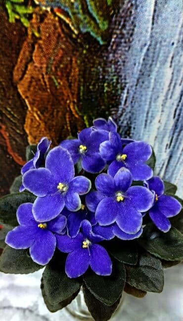 петуния цветы: В продаже детки сортовых мини и полумини фиалок 🌺🌿🌺. Есть черенки — 5