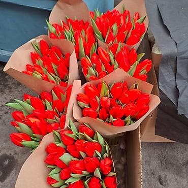 тюльпаны дешево: Тюльпаны к 14 февраля - Срезанные тюльпаны двух расцветок: белые и — 2