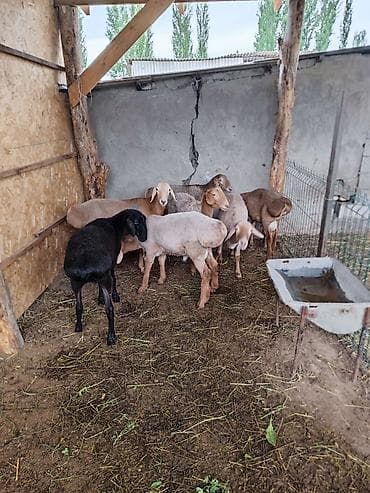 аванте кошка: Продаю | Овца (самка) | Для разведения — 2