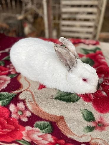 Ветеринар кызматы: Сатам | Эркек коен | Союуга, Көбөйтүү үчүн — 2