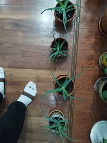 сколько стоят гипсофилы: Растения продаем фото : стоимость 1фото Алоя-300сом 2 фото женское — 8