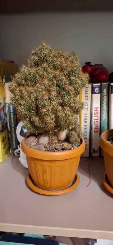 кактусы купить: Кактусы в горшках. - Домашние кактусы в пластиковых горшках с — 1