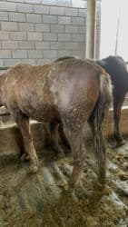 продажа щенков немецкой овчарки с документами в бишкеке: Продаю | Жеребец | Рабочий — 3