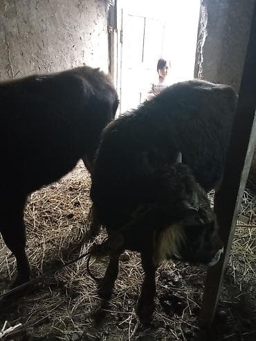 Мышыктар: Сатам | Бука (эркек) | Аргын | Бордоп семиртүү үчүн | Байланган — 3