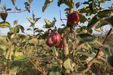 купить семена цветов в бишкеке: 🌳 Продается яблоневый сад – 6 гектаров 🍏 📍 Местоположение: село — 1