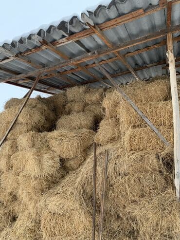Продаю сено 80 тюк срочно