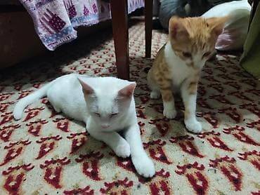 Отдам даром кошку: Кошка даром: Беспородная, 2 месяца, Мальчик, Приучена к лотку — 9
