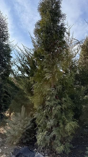 Уголь: Продаю! Можжевельник коллоновидный - от 2х метров (4000 сом) — 2