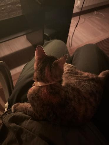 черные коты: 4 месяца, Мальчик, Приучена к лотку, Проглистована, С прививками — 6