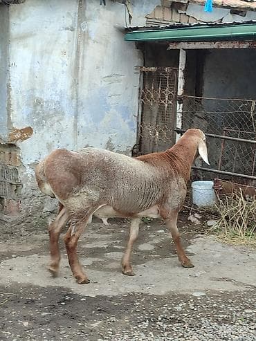 Үй жаныбарлары: Сатам | Кочкор (эркек) | Көбөйтүү үчүн | Асыл тукумдуу — 3