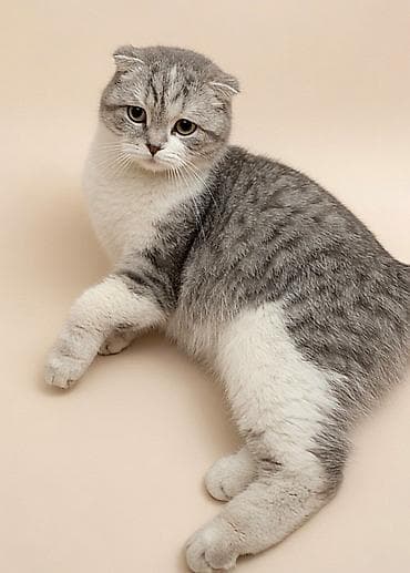 скоттиш фолд бишкек: Кошка даром: Скотиш Фолд (Шотландская вислоухая), 2 года, Девочка — 1