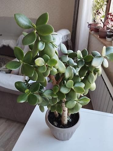 продаю комнатные цветы: Комнатные растения в горшках: 1) Фикус эластика (каучуконосный) — — 4