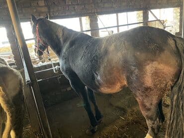 енот живой: Продаю | Кобыла (самка) | Полукровка | Рабочий — 1