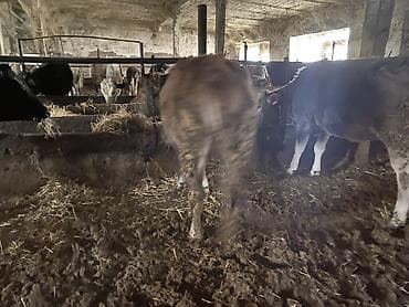 ат ахилес: Продаю | Корова (самка), Тёлка — 3