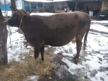 цены на собак: Продаю | Тёлка | Полукровка | На откорм | Привязанные — 4