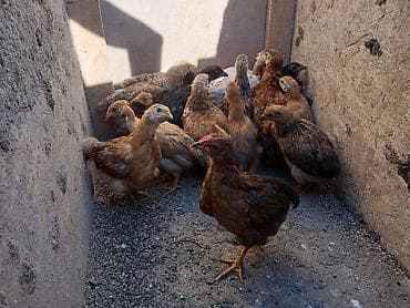 корм для курей: Продаю | Цыплята — 2