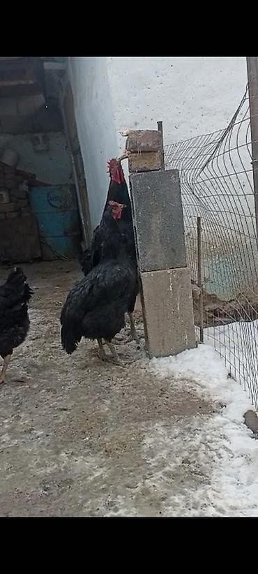 кыргыз довот ит: Сатам | Короздор | Көбөйтүү үчүн — 3