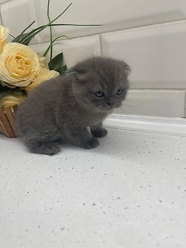 кошки серые: Шотландские вислоухие котята (Scottish Fold) . Два мальчика и одна — 3