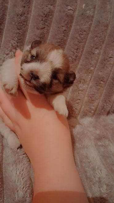 собака корги купить: Выставляется на бронь щенок помиранского шпица . Девочка . Родилась 14 — 3