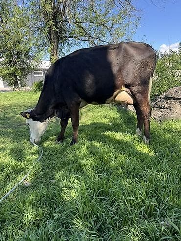 апарат дойка: Продаю | Корова (самка) | Голштин | Для молока | Привязанные — 4