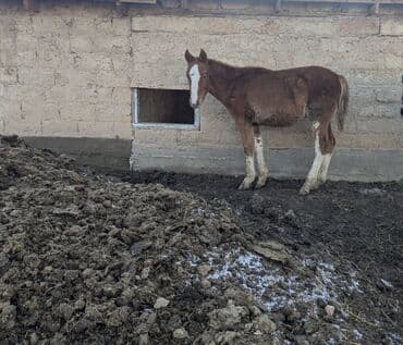 Продаю | Жеребец, Жеребенок | Полукровка | Для разведения | Племенные