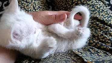 интересует: Котята-домоседы — ласковые малыши, приученные к рукам. В помёте — 4