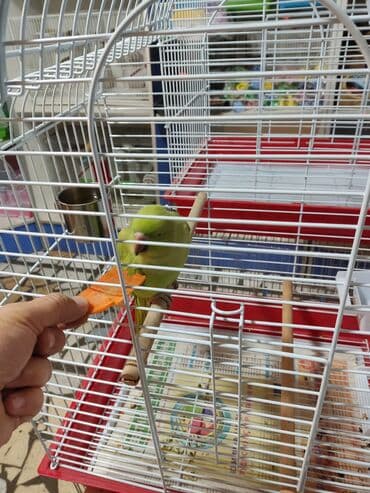 в связи с переездом отдам попугая жако в добрые руки: Годовалые попугаи. К неволе ожереловые попугаи приспосабливаются очень — 3