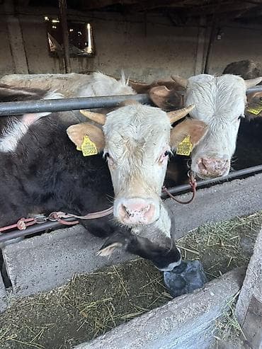 ласка в кыргызстане: Продаю | Бык (самец) | Полукровка | На откорм | Привязанные — 1