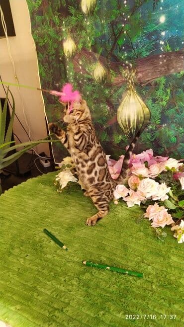 бенгальский леопардовый кот: Бенгальский котик Мальчик. 5мес. Невероятно красивый контрастный с — 24