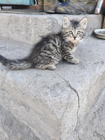 котяты: Пушистые котята - в добрые рукис красивым серебристо-тигровым — 3