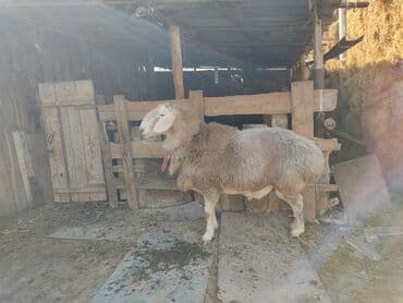 корм для домашних животных: Продаю | Баран (самец) | Арашан | Для разведения | Племенные, Осеменитель — 1