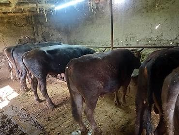 откорм база: Продаю | Бык (самец) | На откорм | Привязанные — 7