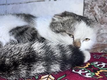 машинки для стрижки животных: Скотиш Фолд (Шотландская вислоухая), 1 год, Девочка, Метис — 4