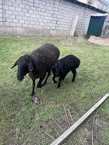 цыплята бройлера токмок: Продаю | Ягненок | На забой — 5