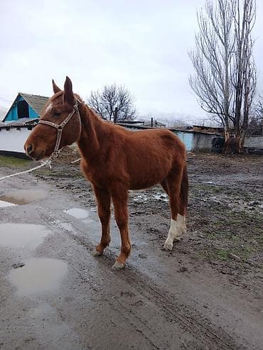 енот живой: Продаю | Конь (самец), Жеребенок | Дончак, Кара Жорго | На забой, Для разведения, Для молока — 6