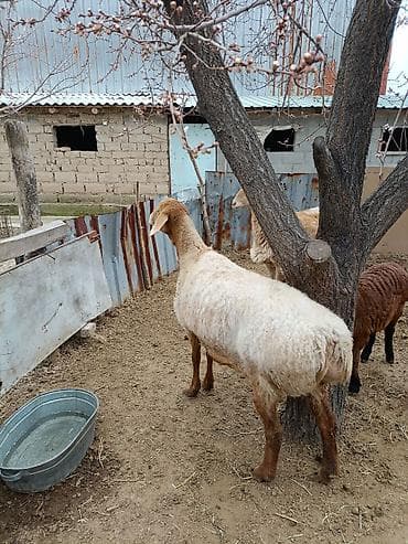 овчарки в дар: Продаю | Овца (самка) | Романовская | Для разведения | Матка — 1