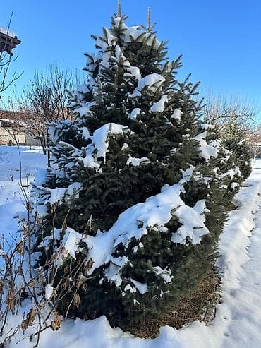 Көмүр: Көчөттөр дарактардын: Карагайлар, Өзү алып кетүү — 1