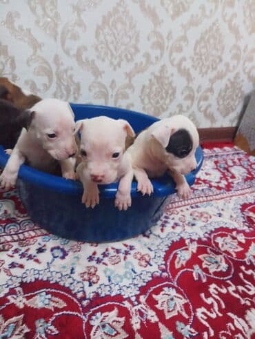 Услуги ветеринара: Продаются щенки питбуля 1 месяц чистокровные уже кушают — 3