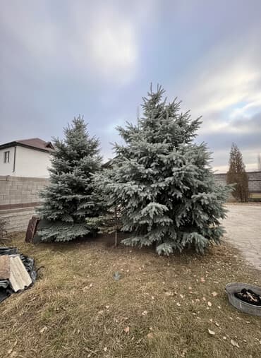 семена кормовой свеклы купить: Ель голубая (Picea pungens ‘Glauca’) — крупномерные экземпляры для — 1