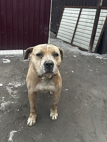 кошки парода: Продаю американский питбуль девочка 3 года покрыл с алабаям крупный — 2